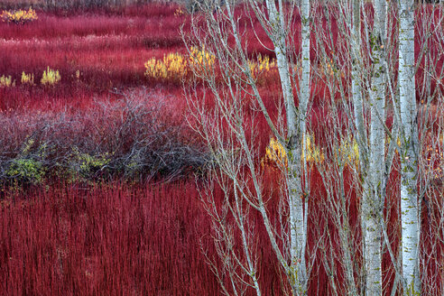 Spanien, Cuenca, Weidenanbau in Canamares im Herbst - DSGF000612
