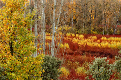 Spanien, Cuenca, Weidenanbau in Canamares im Herbst, lizenzfreies Stockfoto