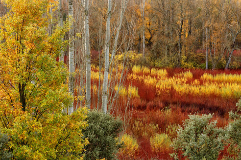 Spanien, Cuenca, Weidenanbau in Canamares im Herbst - DSGF000613