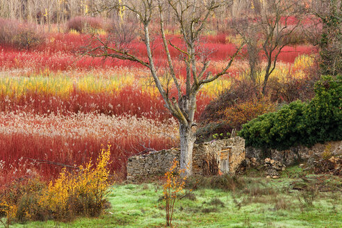 Spanien, Cuenca, Weidenanbau in Canamares im Herbst - DSGF000614