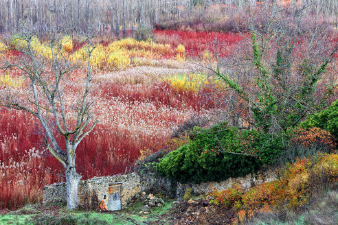 Spanien, Cuenca, Weidenanbau in Canamares im Herbst - DSGF000616