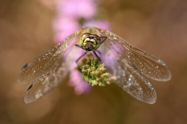 Schwarze Heidelibelle, Sympetrum danae, sitzend auf Blütenstand - MJO000801