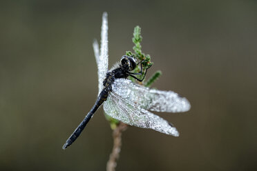 Schwarze Heidelibelle, Sympetrum danae, hängt an einer Sprosse - MJO000802