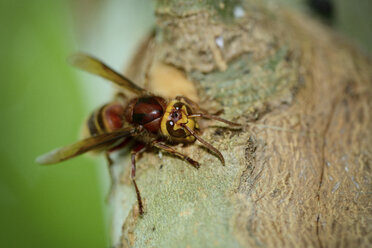 European hornet, Vespa crabro - MJOF000803