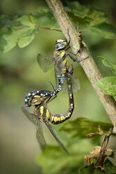 Zwei wandernde Hausierer, Aeshna mixta, bei der Paarung - MJOF000810