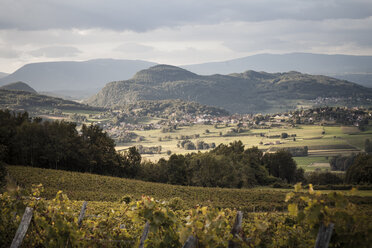 France, Savoy, Jongieux, Rhone Valley, Vineyards in late summer - SBDF001296