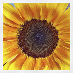 Sunflower blossom - GWF003168