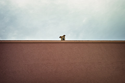Pitbull-Terrier beobachtet von einem Dach aus, lizenzfreies Stockfoto