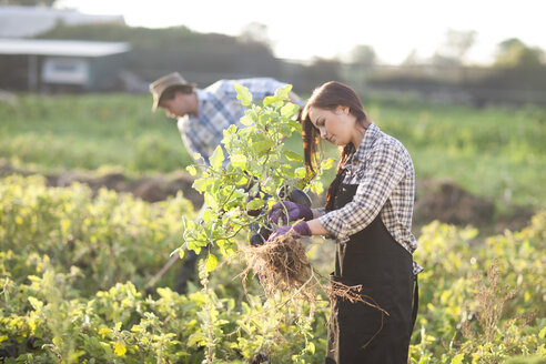 Young woman and man working on field - ZEF001205