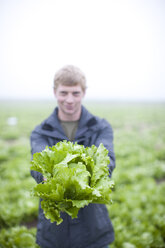 Young man presenting organic head of lettuce on field - ZEF001207