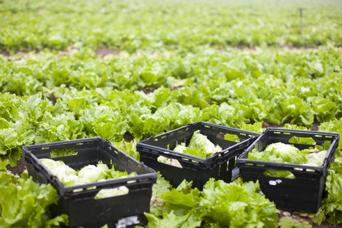 Salatköpfe auf dem Feld - ZEF001208