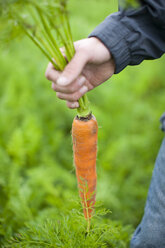 Man holding large organic carrot on field - ZEF001209