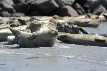 Deutschland, Schleswig-Holstein, Helgoland, Insel Düne, Robbenkolonie am Strand - BFRF000515