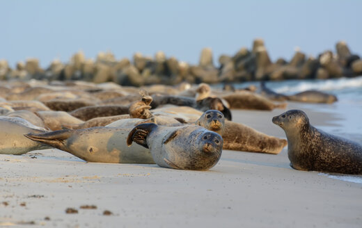 Germany, Schleswig-Holstein, Helgoland, Duene Island, seal colony on beach - BFRF000517