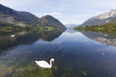 Austia, Styria, Salzkammergut, mute swan on Lake Grundlsee - SIEF006067