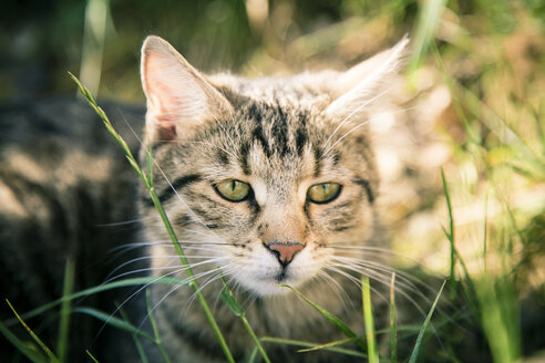 Porträt einer im Gras sitzenden getigerten Katze - SARF001177