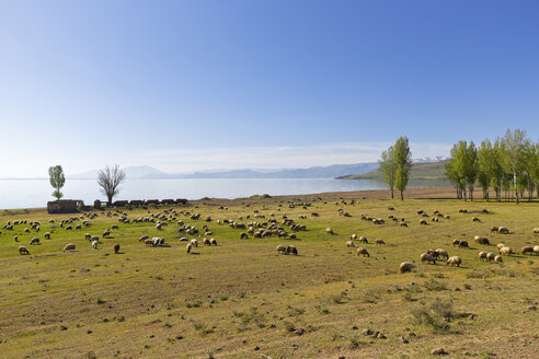 Türkei, Anatolien, Region Ostanatolien, Provinz Bitlis, bei Tatvan, Van-See und Schafherde - SIEF006069