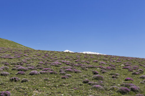 Türkei, Anatolien, Region Ostanatolien, Provinz Bitlis, bei Adilcevaz, Taurusgebirge, Almwiese, im Hintergrund der Vulkan Suephan Dagi - SIEF006076