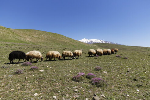 Turkey, Anatolia, Eastern Anatolia Region, Bitlis Province, near Adilcevaz, Taurus Mountains, alpine flock of sheep walking on meadow, Volcano Suephan Dagi in the background - SIEF006077