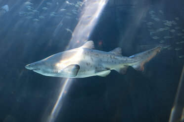 Hai schwimmt in einem Aquarium - ZEF001256