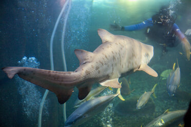 Hai und Taucher von Angesicht zu Angesicht in einem Aquarium - ZEF001257