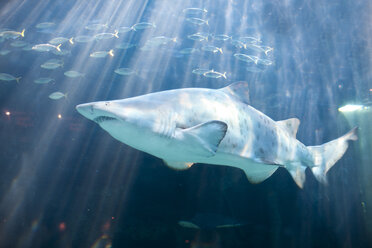 Hai schwimmt in einem Aquarium - ZEF001258