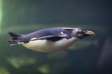 Pinguin schwimmt in einem Aquarium - ZEF001260