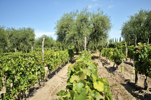 Argentinien, Provinz Mendoza, Maipu, Rebsorte Malbec, Weinstock und Olivenbäume - FLK000498