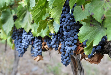 Argentina, Mendoza Province, Maipu, grape variety Malbec vine - FLKF000505