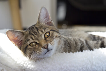 Germany, Portrait of a cat lying on white cushon - YFF000249