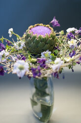 Poaceae, Aquilegia, Typha, Asclepia, Clematis, Cynara cardunculus, Lavendula, Scabiosa caucasica - NN000170