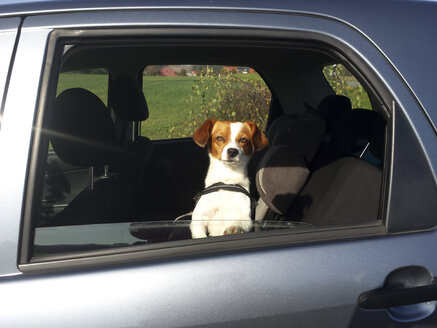 Hund wartet im Auto - MJF001480