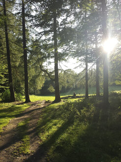 Germany, Saxony, sun shining through trees - MJF001486