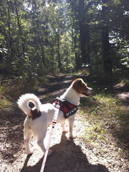 Hund im Wald - MJF001491