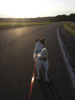 Hund auf der Straße stehend - MJF001497