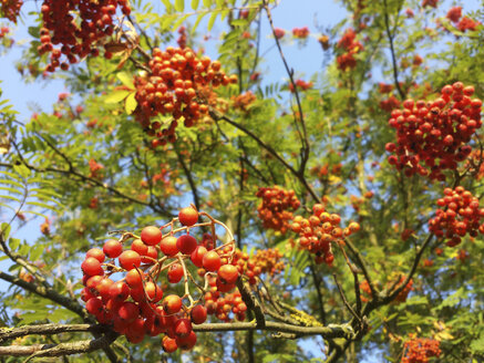 Vogelbeeren, Nahaufnahme - MJF001498