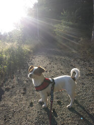 Dog in forest - MJF001472