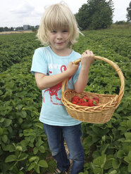 Little boy holding basket with strawberries - MJF001474