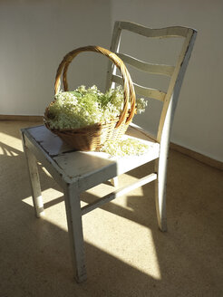 Holunderblüten im Korb auf dem Stuhl - MJF001500