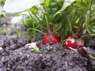 Rote Radieschen in der Erde - MJF001504