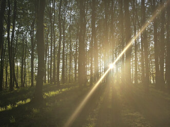 Deutschland, Rügen, Sonnenlicht im Wald - MJF001510