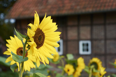 Sonnenblumen, Helianthus Annuus, vor einem traditionellen westfälischen Bauernhaus - HAW000477