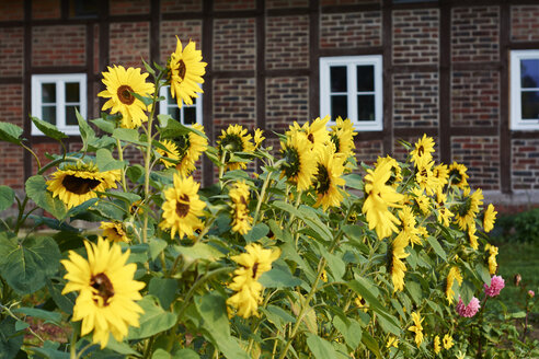 Sonnenblumen, Helianthus Annuus, vor einem traditionellen westfälischen Bauernhaus - HAW000478