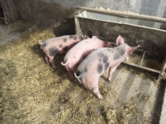 Ferkel im Schweinestall - DRF001107