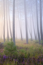 Frankreich, Aquitanien, Landes, Kiefernwald im Morgenlicht - LAF001092