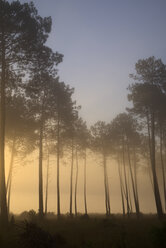 Frankreich, Aquitanien, Landes, Kiefernwald im Morgenlicht - LAF001093