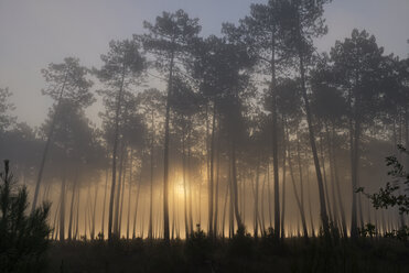 Frankreich, Aquitanien, Landes, Kiefernwald im Morgenlicht - LAF001097