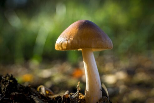 Deutschland, Nordrhein-Westfalen, Hille, Großes Torfmoor, Psilocybe azurescens Pilz - HOHF001067