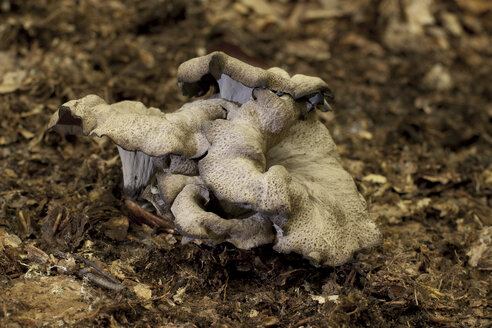 Schwarzer Pfifferling, Craterellus cornucopioides - ALF000230