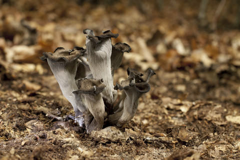 Schwarzer Pfifferling, Craterellus cornucopioides, lizenzfreies Stockfoto